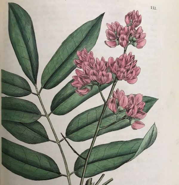 Medical Botany, William Woodville (1790)