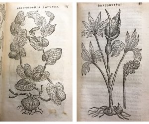 Purgantium aliarumque, Rembert Dodoens (1574)
